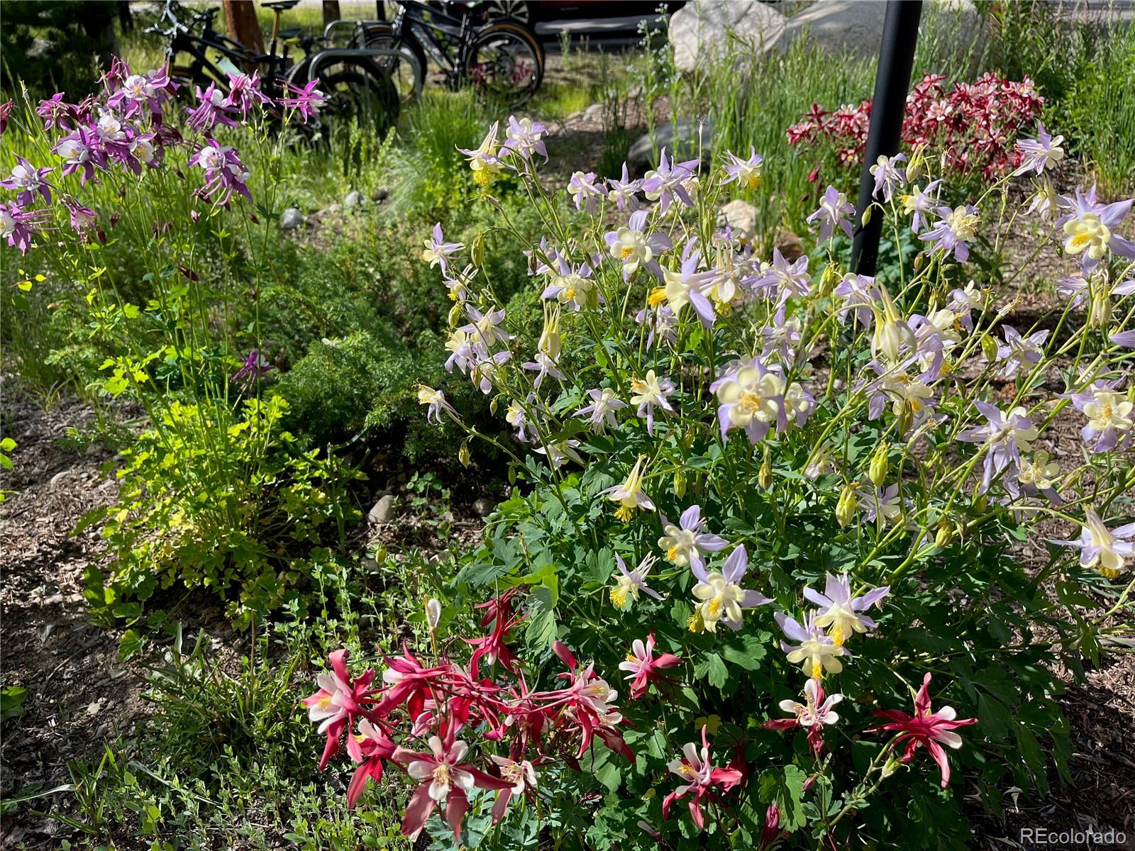 1904 Soda Ridge Road, Unit 1233 Keystone, CO 80435 - Photo 22 of 29 a picture of flowers