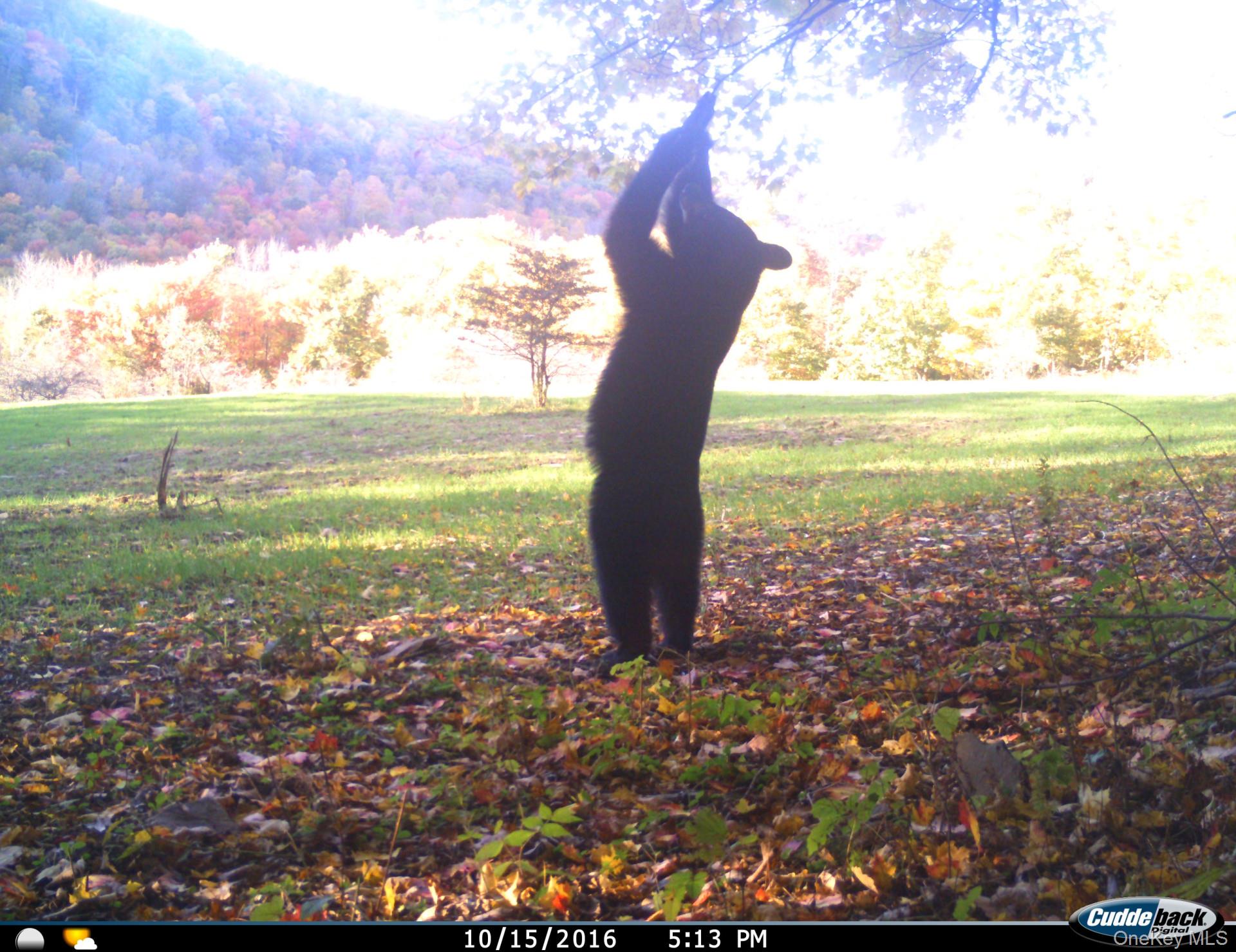 Gregory Hollow Road Hamden, NY 13782 - Photo 13 of 20