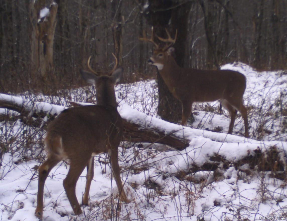 Gregory Hollow Road Hamden, NY 13782 - Photo 14 of 20