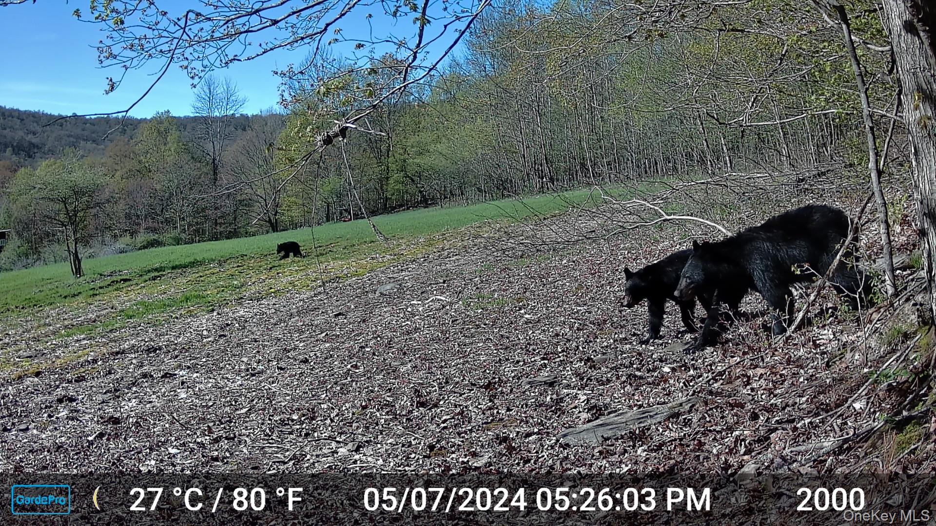 Gregory Hollow Road Hamden, NY 13782 - Photo 10 of 20 a view of a yard