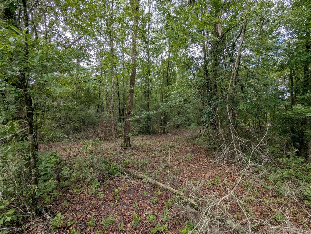 91st Street Alachua, FL 32615 - Photo 20 of 36 a view of a forest with trees in the background