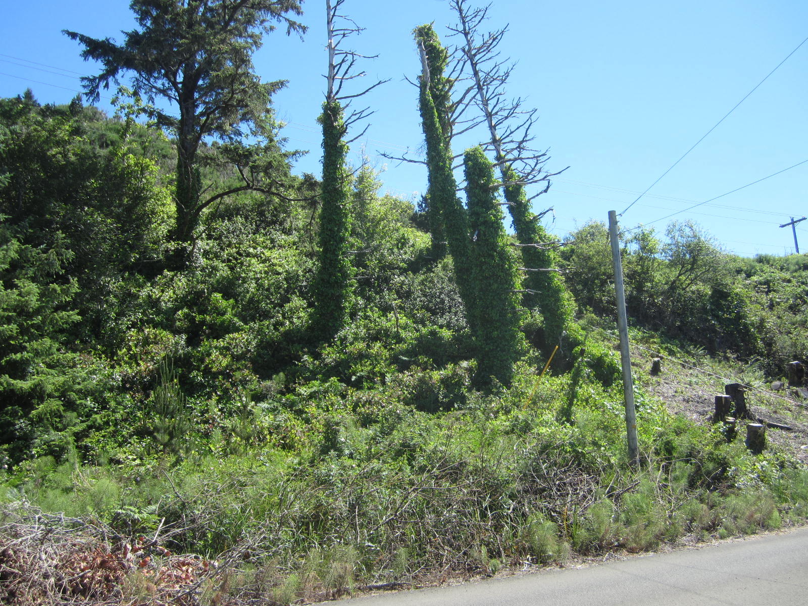 Vacant Lot Happy Camp Road Tillamook, OR 97141 - Photo 3 of 9 Lot