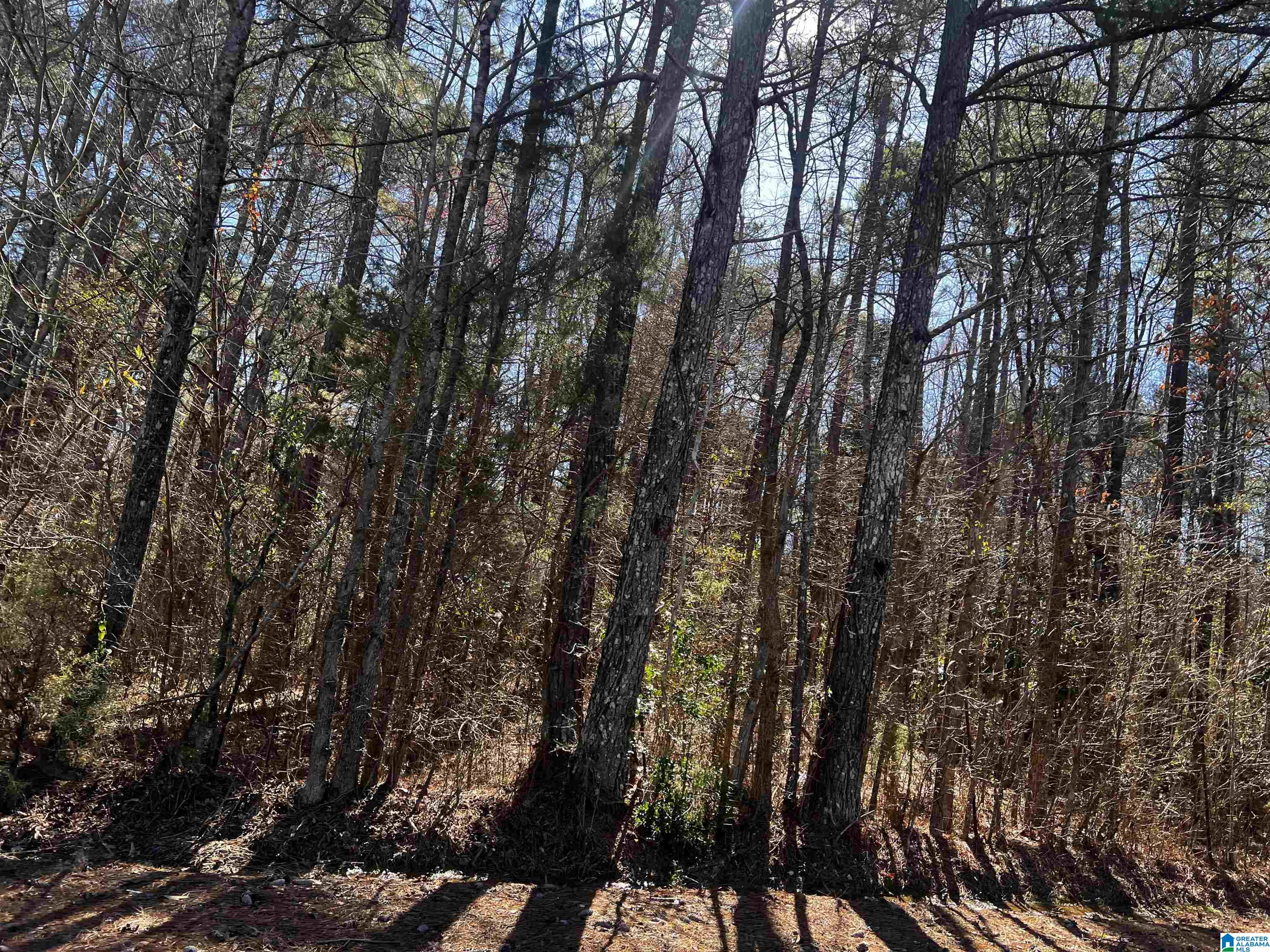 0 Wolf Creek Road North, Unit 10 ACRES Pell City, AL 35125 - Photo 12 of 15