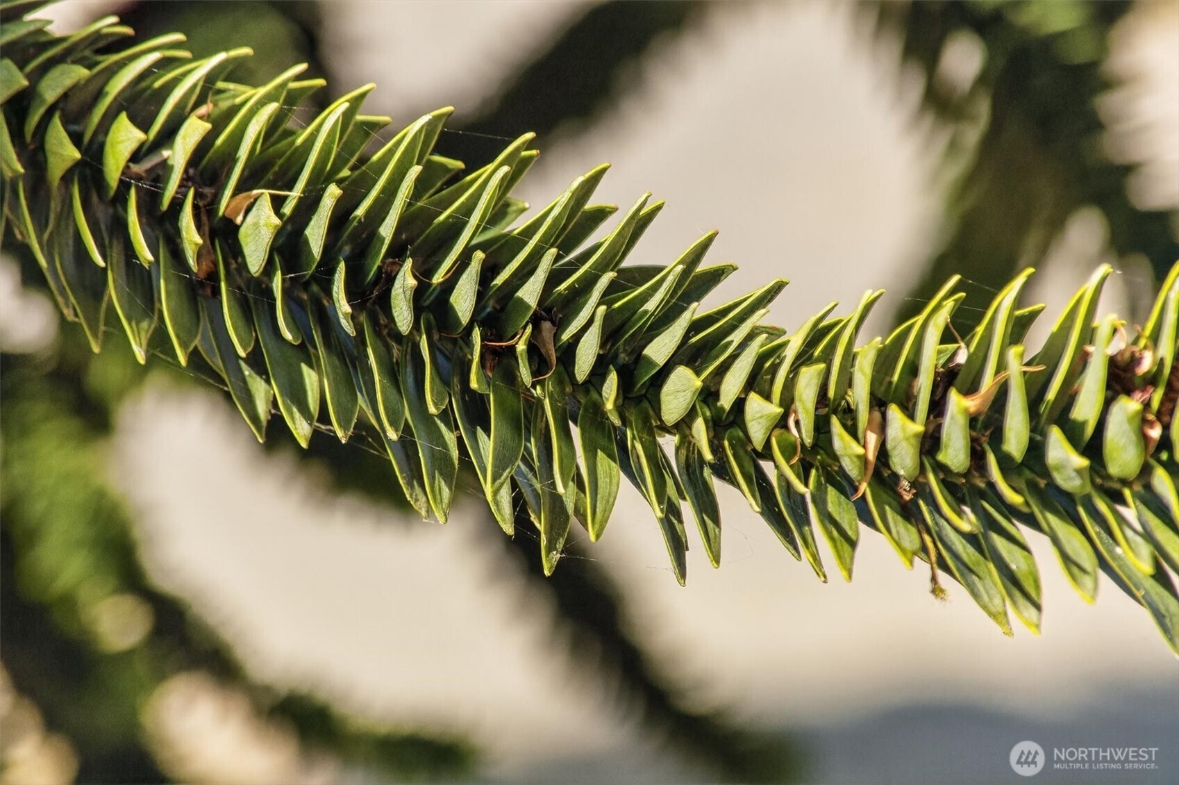 198 Alder Street Cathlamet, WA 98612 - Photo 7 of 21