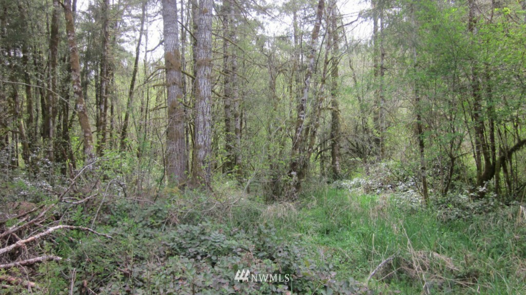 325 Brim Creek Road Vader, WA 98593 - Photo 12 of 17 Gallery Image 12
