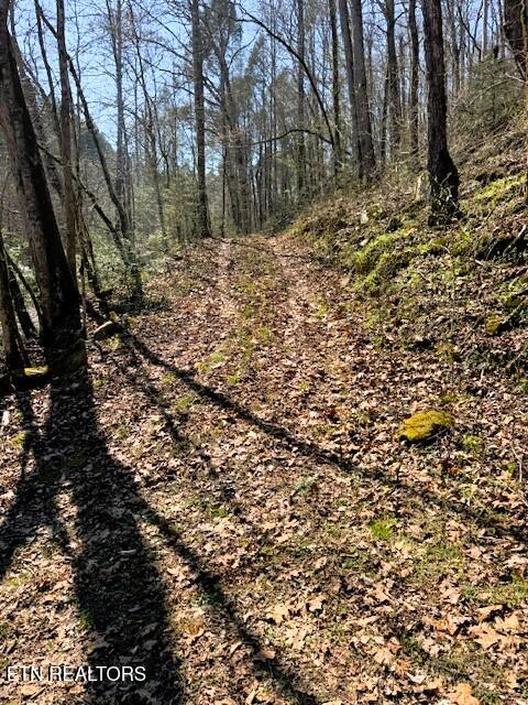 7.68-ac Ellis Creek Road Reliance, TN 37369 - Photo 4 of 18 DRIVEWAY