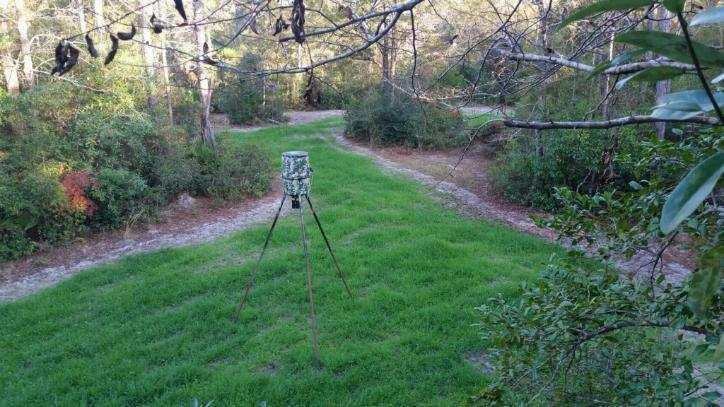 Tbd Sowell Drive Crestview, FL 32539 - Photo 1 of 13 a view of a backyard