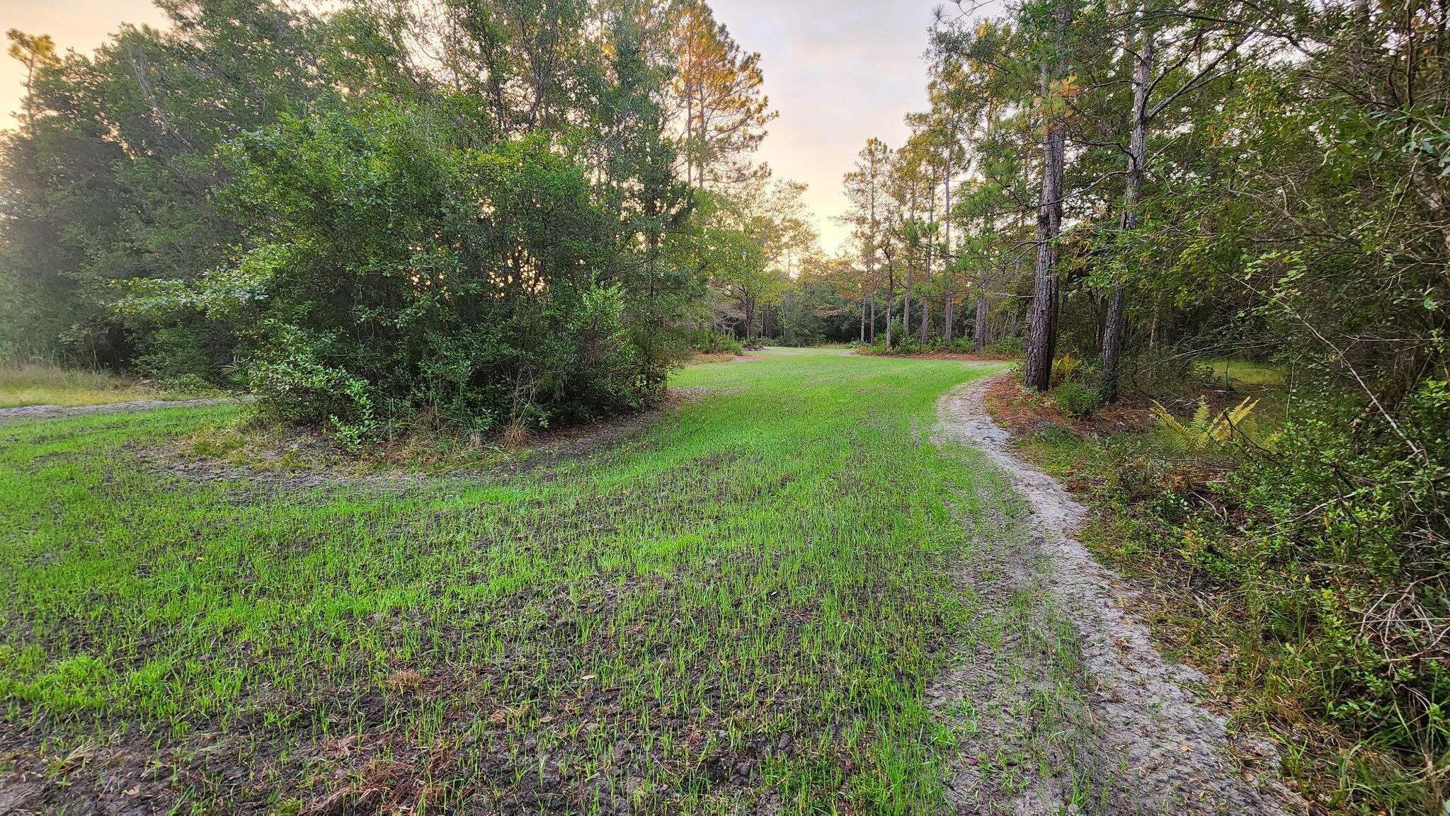 Tbd Sowell Drive Crestview, FL 32539 - Photo 11 of 13 a view of a lush green forest