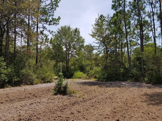 a view of a road with large trees