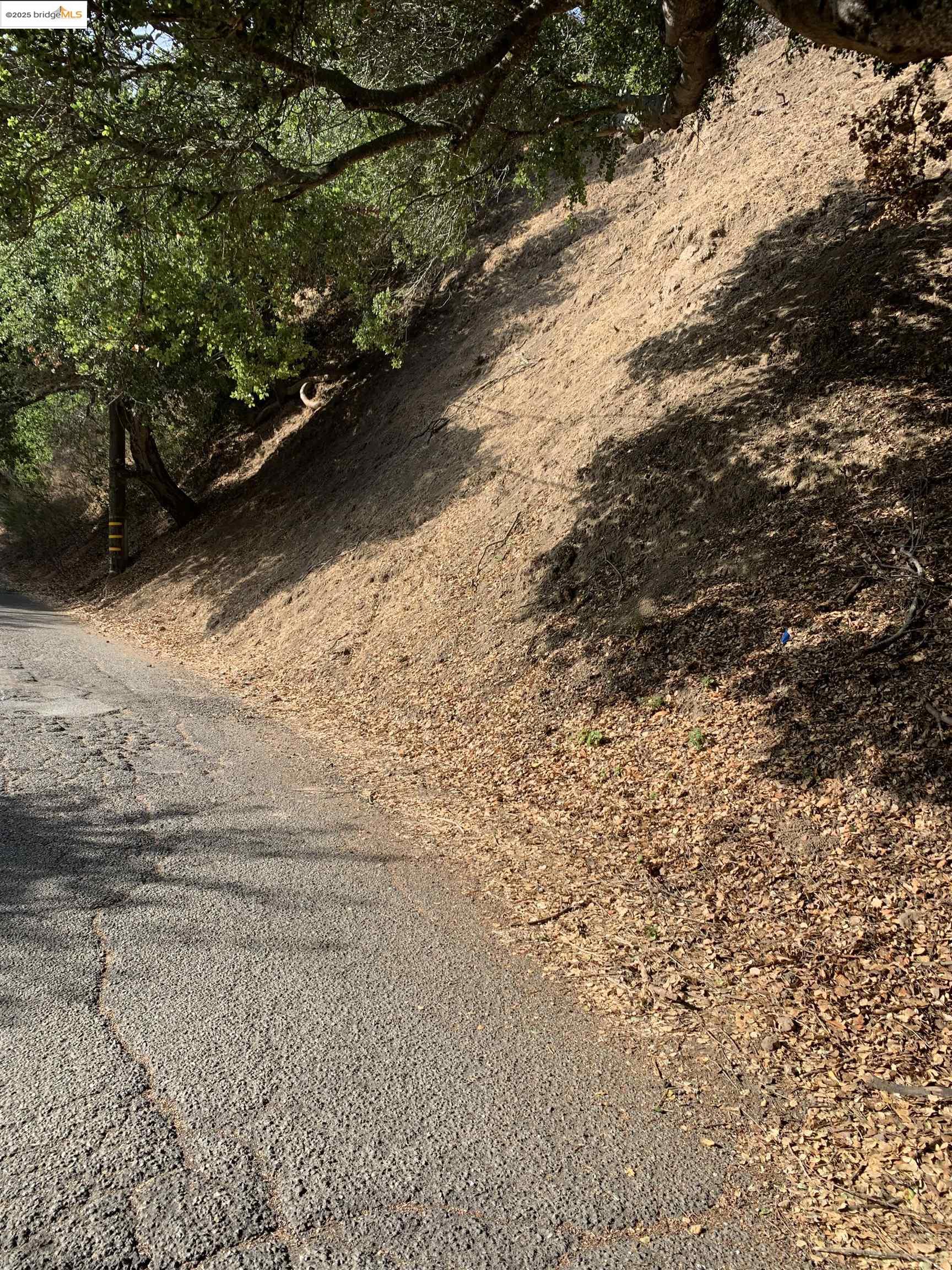7247 Thorndale Drive Oakland, CA 94611 - Photo 6 of 7 a view of a yard with large trees
