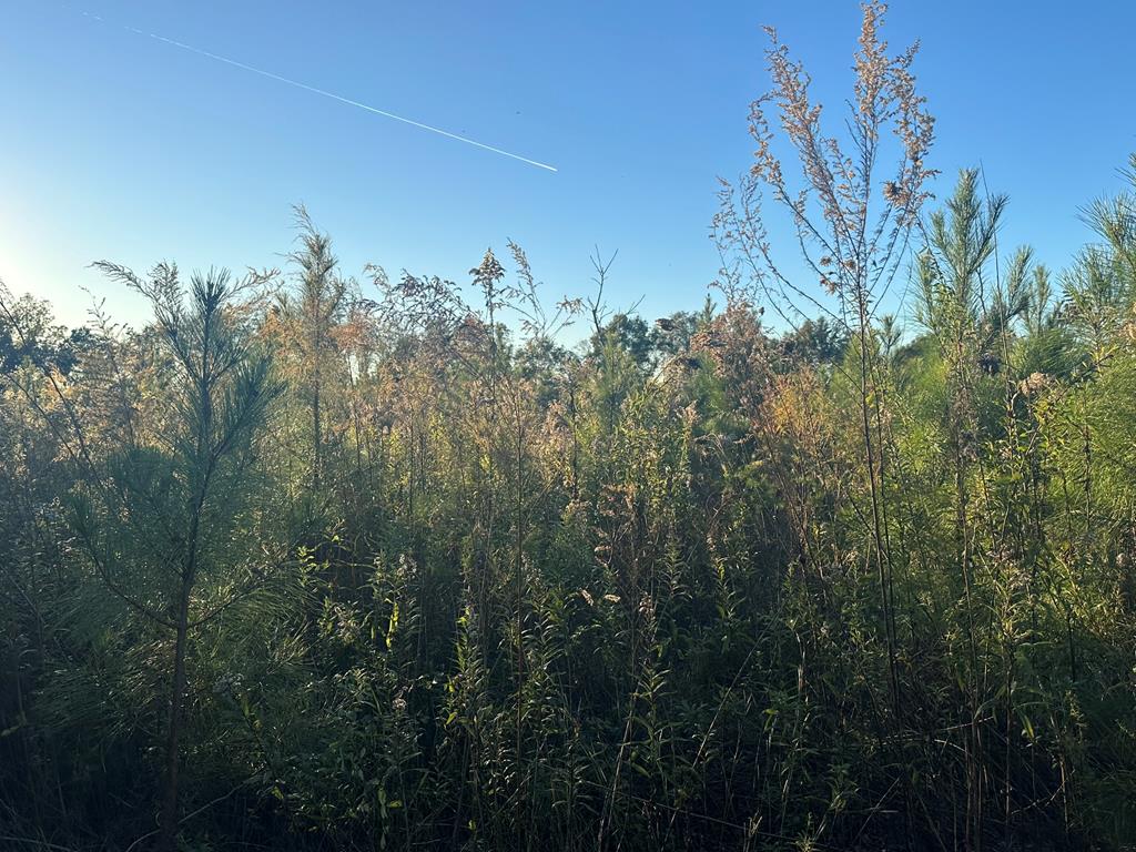 250 Adams Mill Road Clayton, AL 36016 - Photo 8 of 74