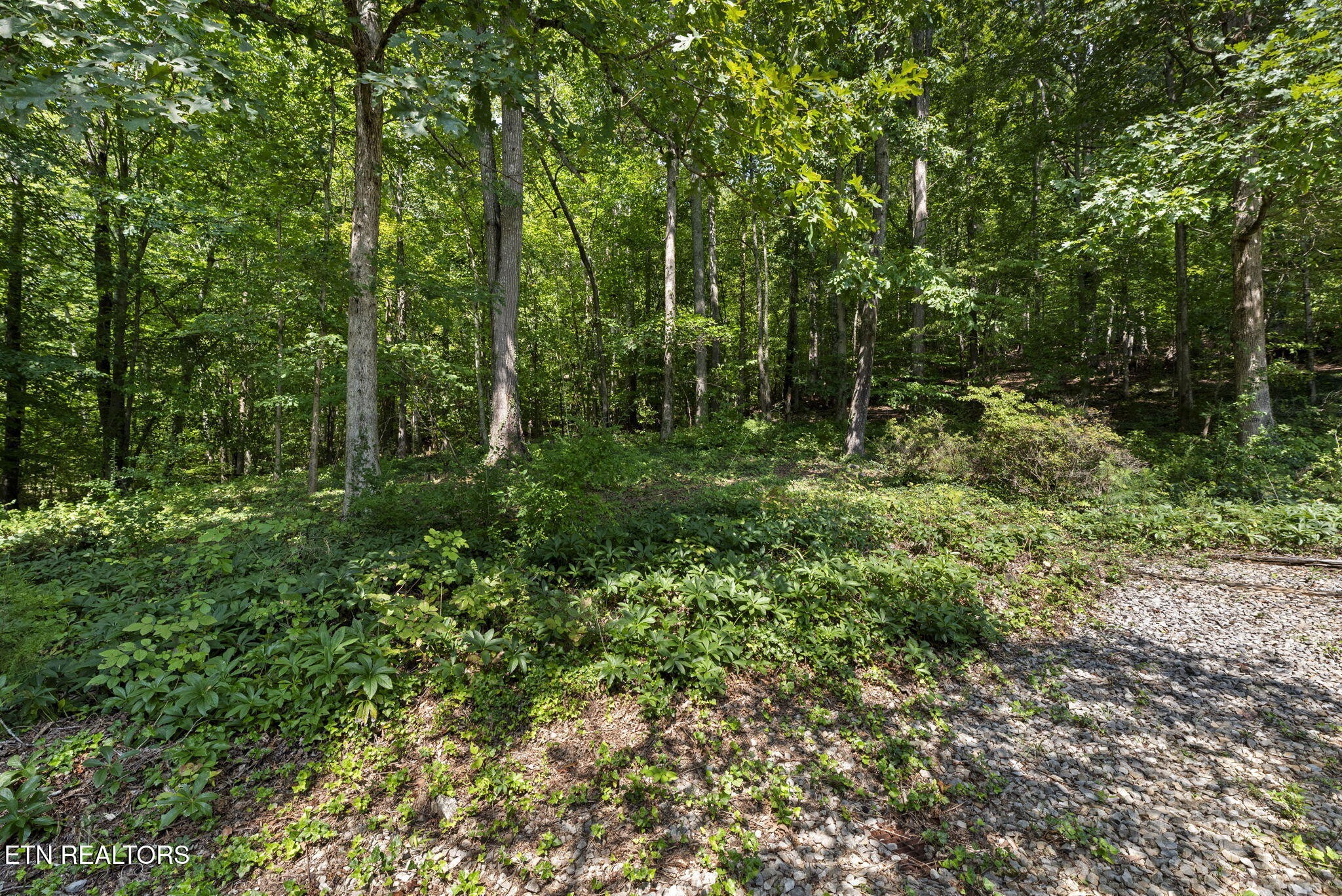 114 Canterbury Road Oak Ridge, TN 37830 - Photo 42 of 42 a view of a lush green forest