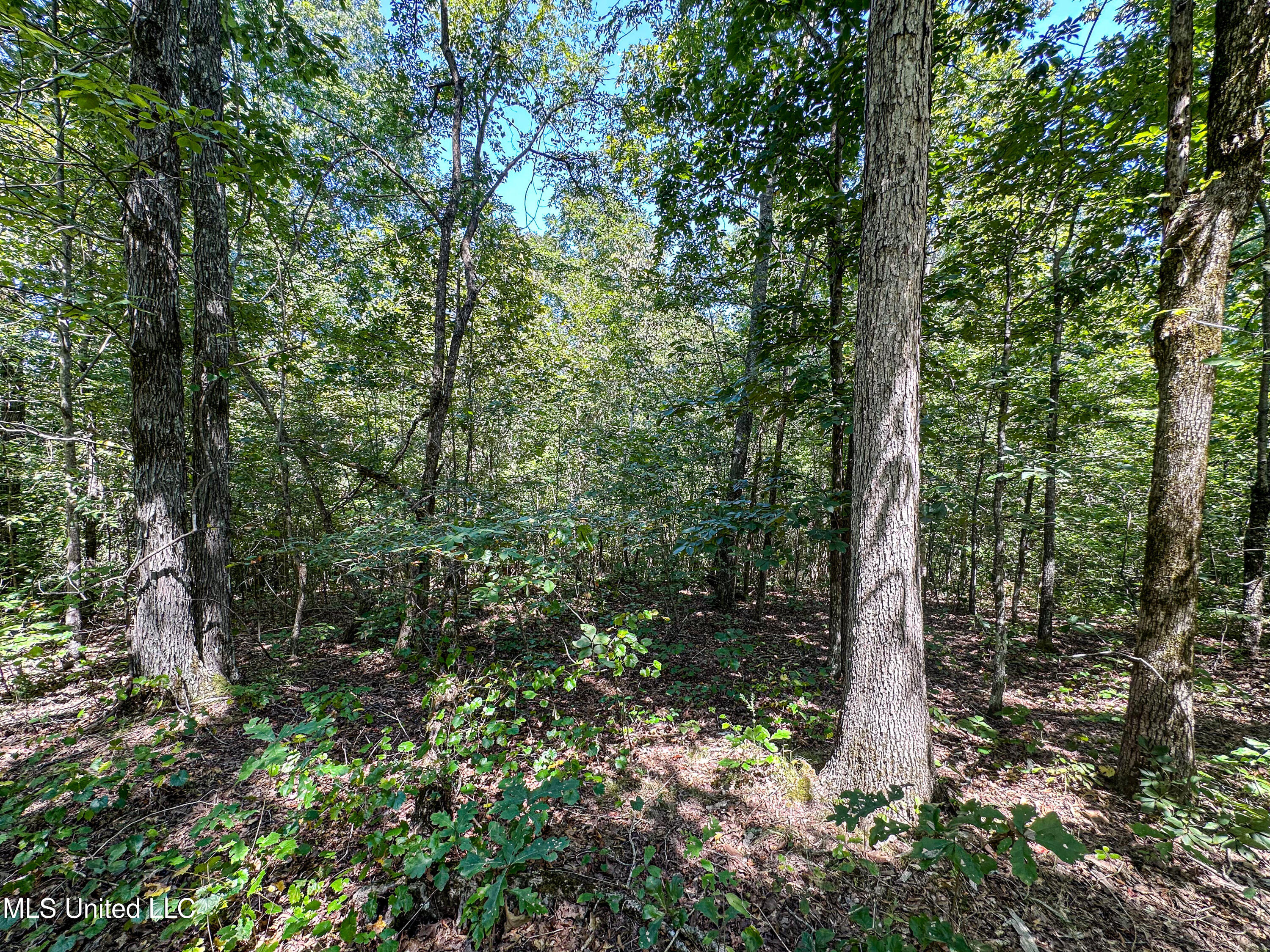 2295 Chapman Road Falkner, MS 38629 - Photo 13 of 48 IMG_5687