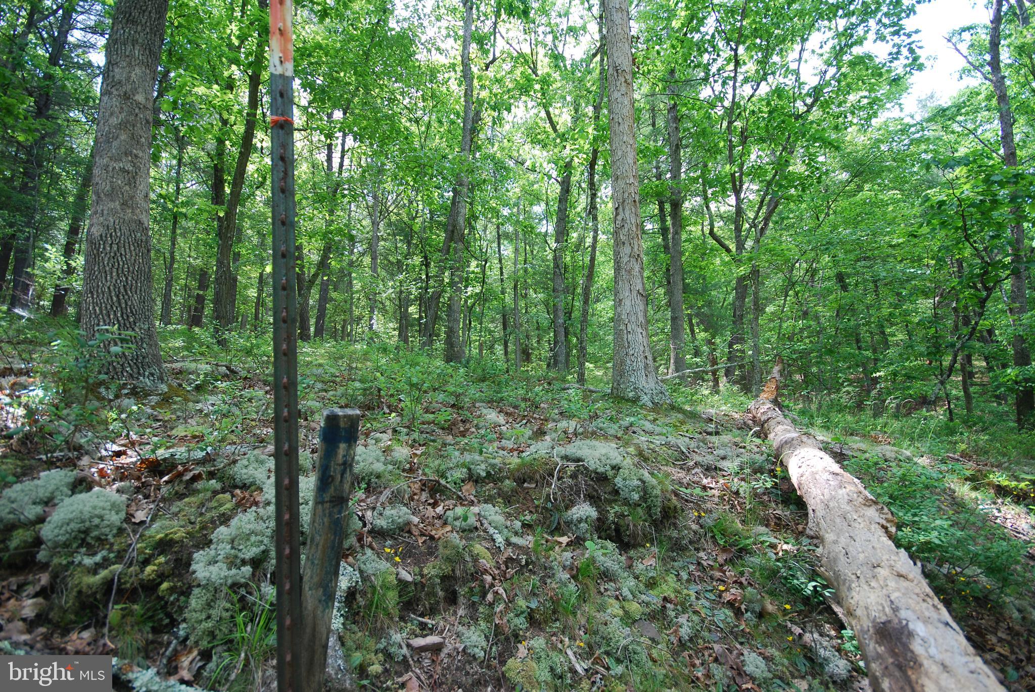 Lot 67 Mill Mountain Road Romney, WV 26757 - Photo 11 of 40