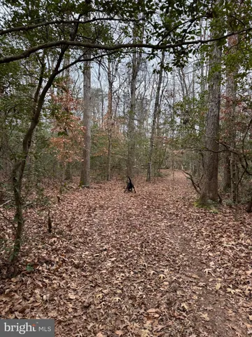 a view of a forest with trees