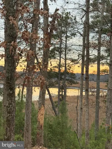 a view of a yard with trees