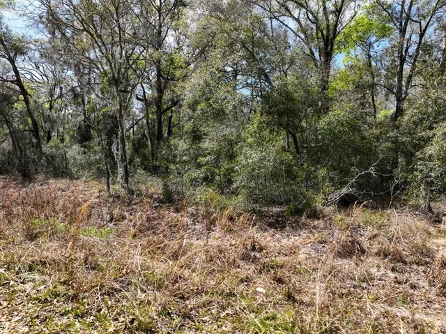 a view of a forest with trees in the background