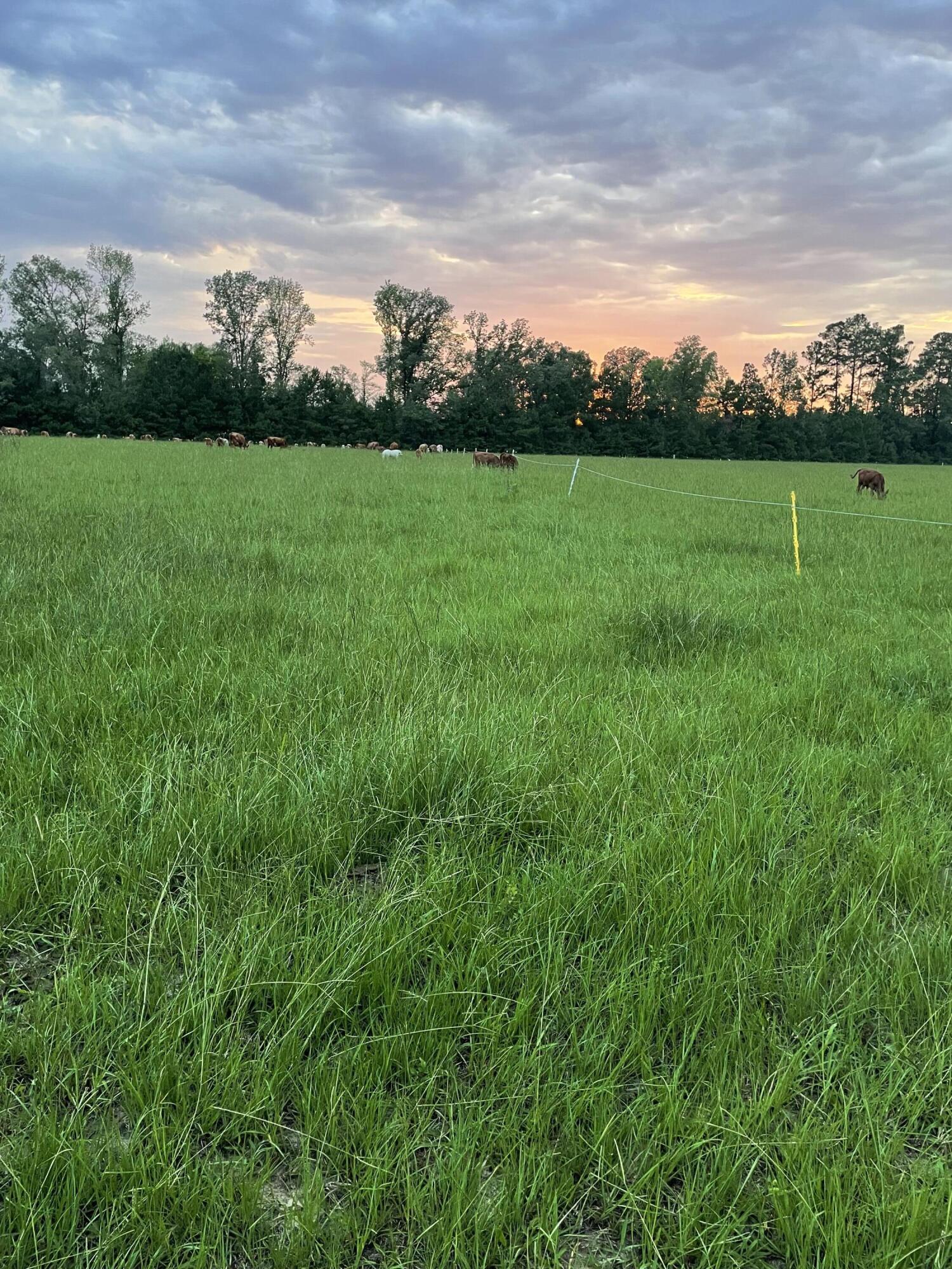 1647 Smoak Road Walterboro, SC 29488 - Photo 13 of 39 IMG_1250