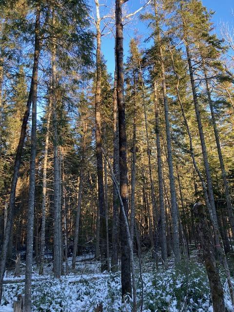 38-acres Bowles Road Caribou, ME 04736 - Photo 5 of 6 Nicely wooded terrain