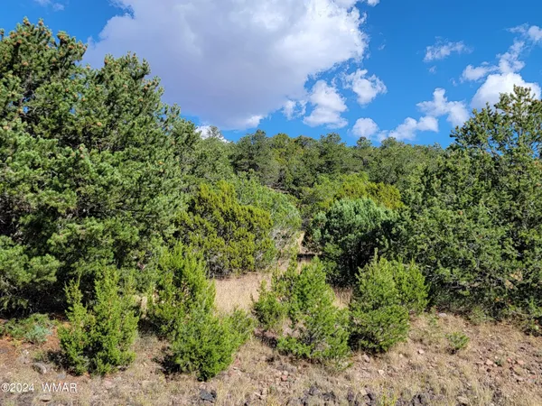 a view of a bunch of trees