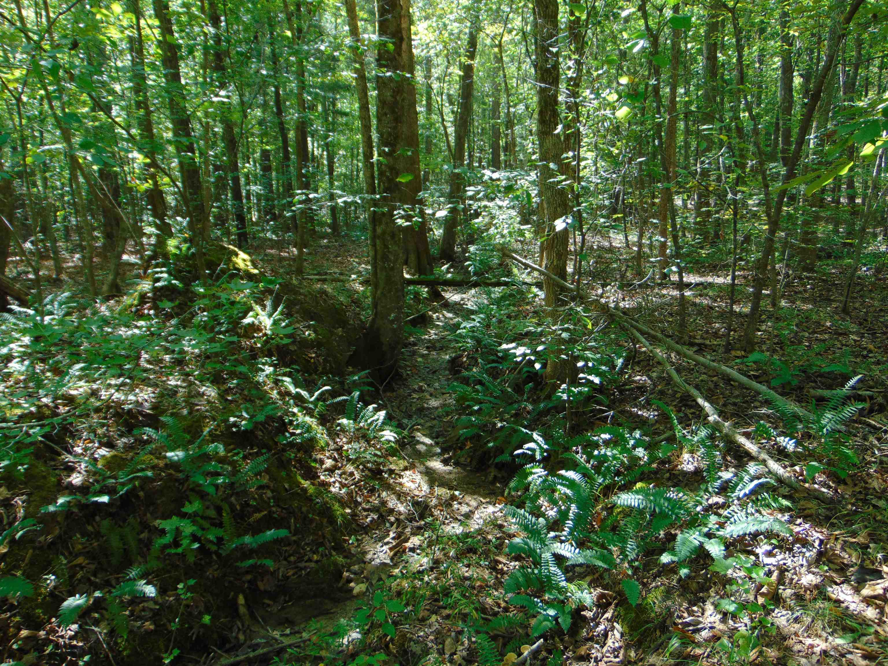 Noel Tuck Road Oxford, NC 27565 - Photo 14 of 34 Photo 14