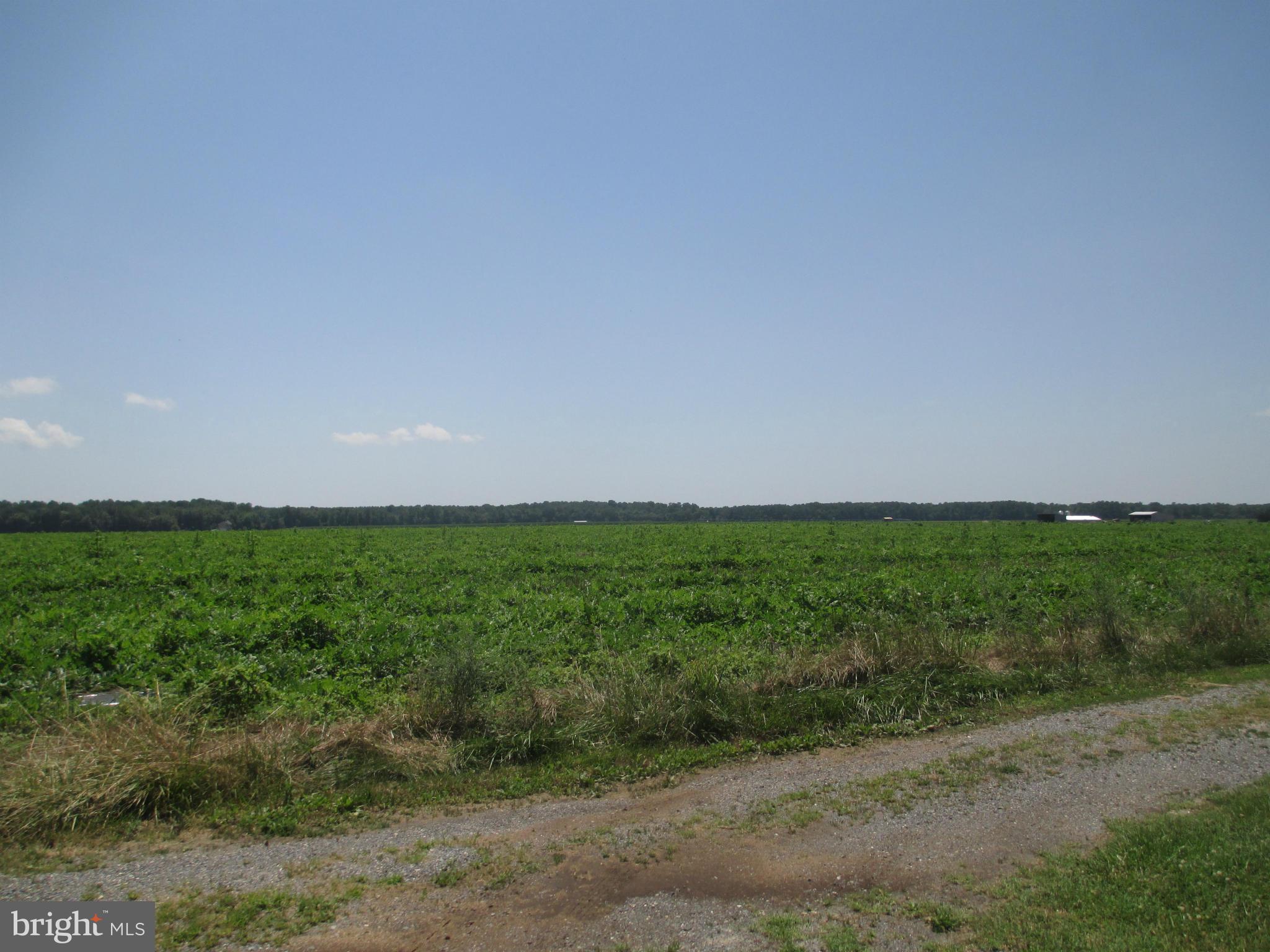 6521 Bailey Store Road Federalsburg, MD 21632 - Photo 10 of 10 View