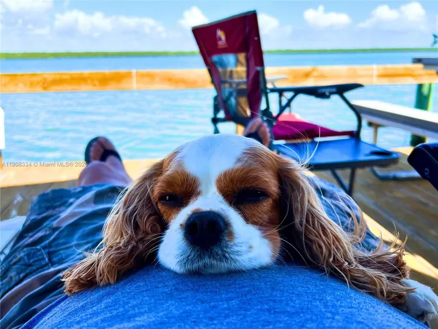 a view of a swimming pool with a yard