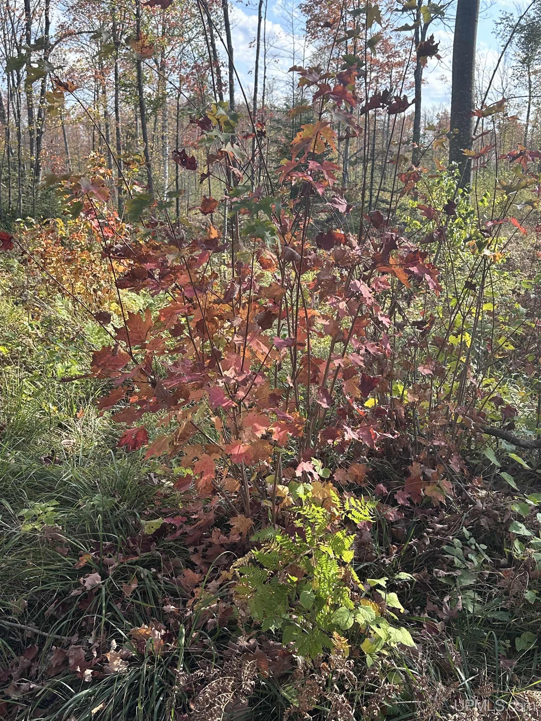 Tbd Co Rd 496 (b) Road, Unit PARCEL B Champion, MI 49814 - Photo 17 of 33
