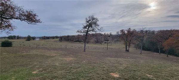 a view of a forest with a tree in the background