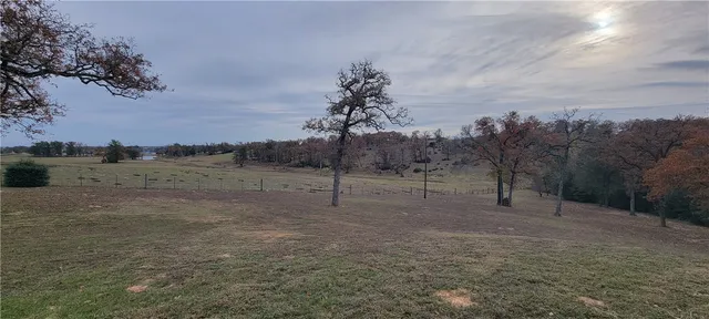 a view of a forest with a tree in the background