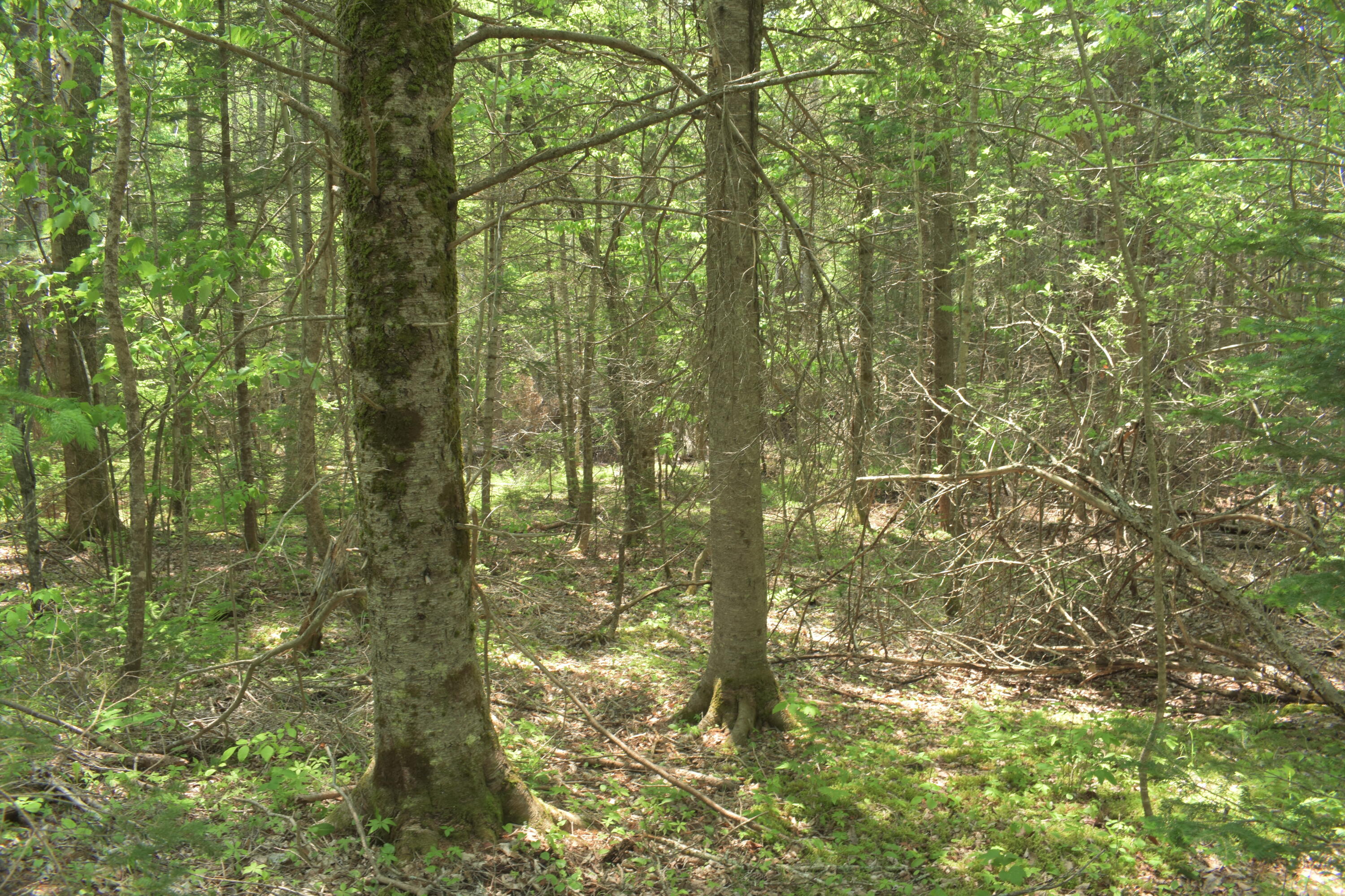 Lot 3-2 Milbridge Road Cherryfield, ME 04622 - Photo 10 of 17 Homesite possibility