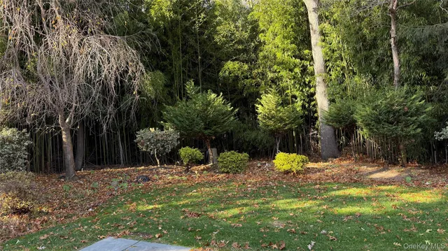 a view of a tree with a yard