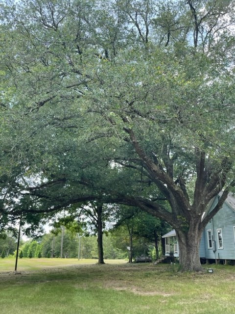1130 Dudley Rimes Road Magnolia, MS 39652 - Photo 5 of 18 Photo 5
