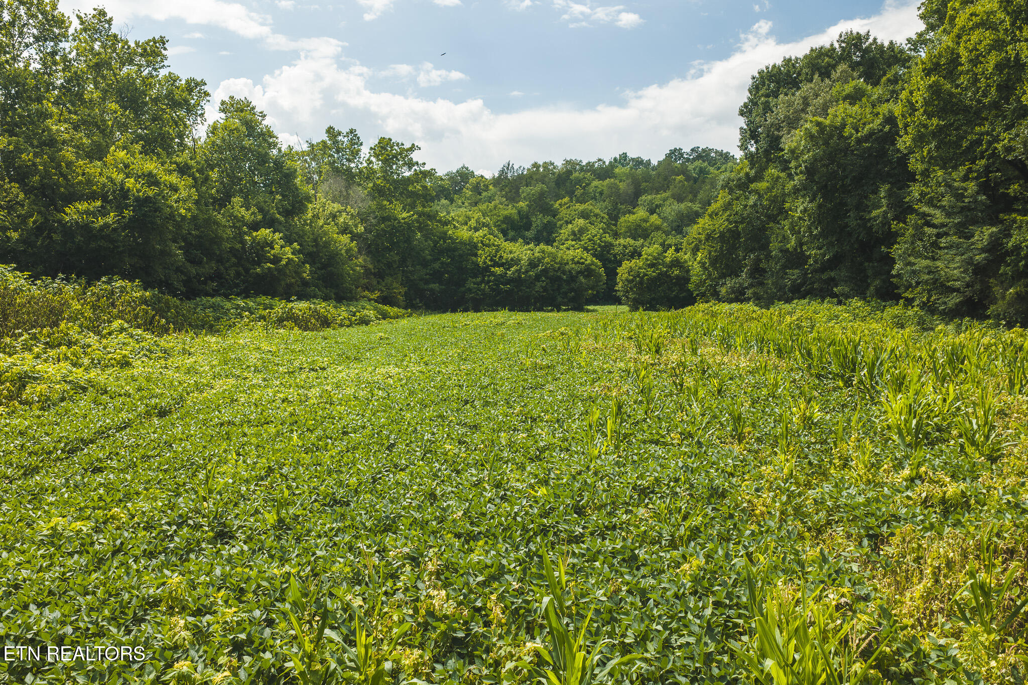 114-acres South Mohawk Road Midway, TN 37809 - Photo 31 of 49 DJI_20260707161244_0518_D - Copy