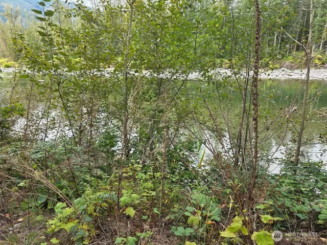 a view of a lush green forest