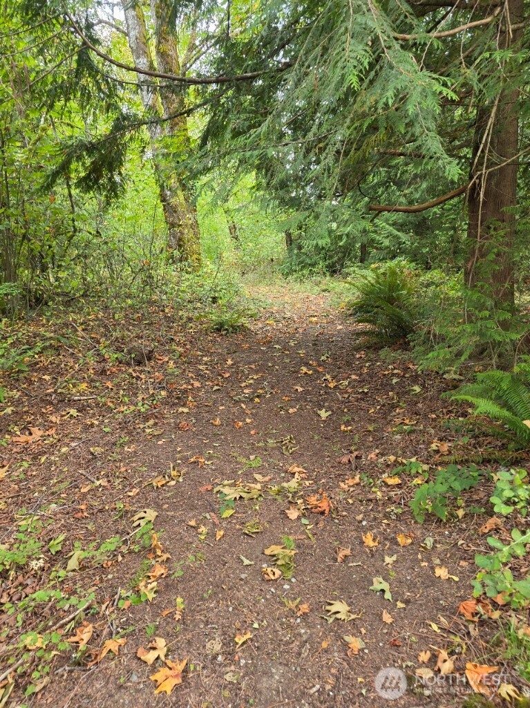 1212 Croft Avenue Gold Bar, WA 98251 - Photo 9 of 14 a view of a yard with a tree