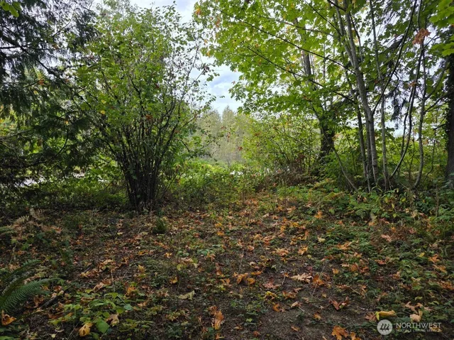 a view of a yard with a tree