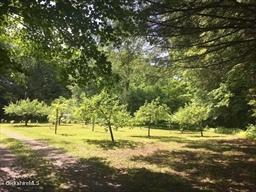 320 East River Road Chester, MA 01011 - Photo 13 of 34 a view of a yard with a tree