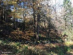 320 East River Road Chester, MA 01011 - Photo 14 of 34 a view of a forest with lots of trees