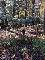 320 East River Road Chester, MA 01011 - Photo 10 of 34 a view of a forest