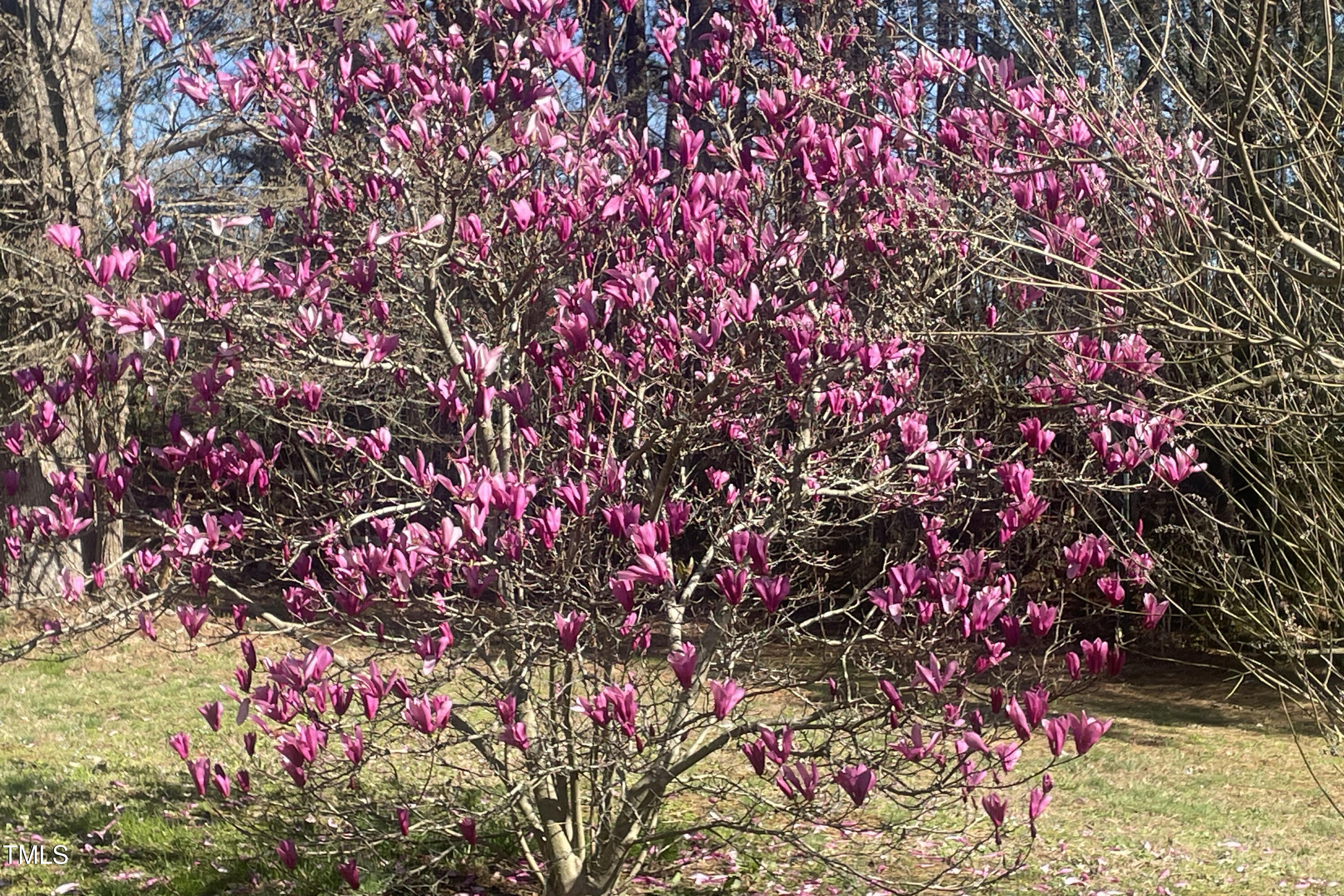 7129 Dexter Road Oxford, NC 27565 - Photo 6 of 85 FloweringTree1