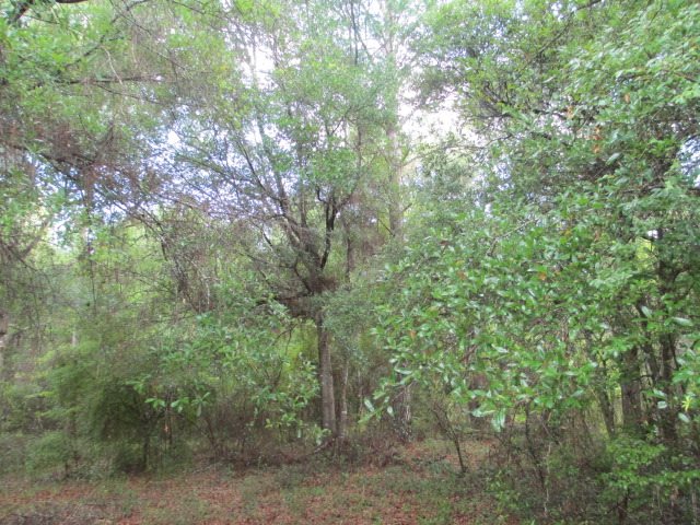 Lot 3 Dennis Howell Road, Unit 1 Perry, FL 32348 - Photo 1 of 16 Gallery Image 1