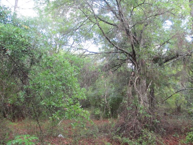 Lot 3 Dennis Howell Road, Unit 1 Perry, FL 32348 - Photo 11 of 16 Gallery Image 11
