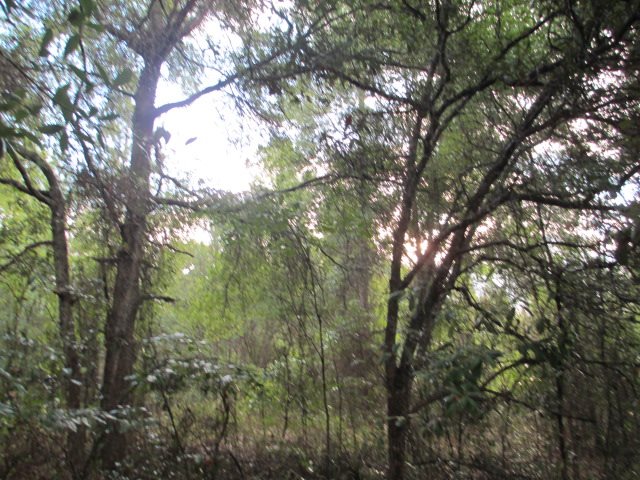 Lot 3 Dennis Howell Road, Unit 1 Perry, FL 32348 - Photo 3 of 16 Gallery Image 3