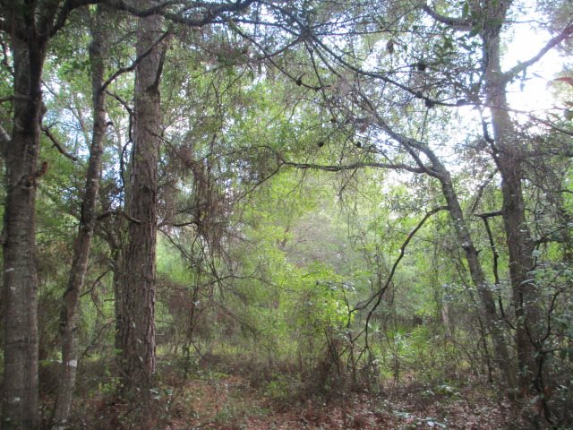 Lot 3 Dennis Howell Road, Unit 1 Perry, FL 32348 - Photo 4 of 16 Gallery Image 4