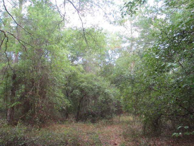 Lot 3 Dennis Howell Road, Unit 1 Perry, FL 32348 - Photo 6 of 16 Gallery Image 6