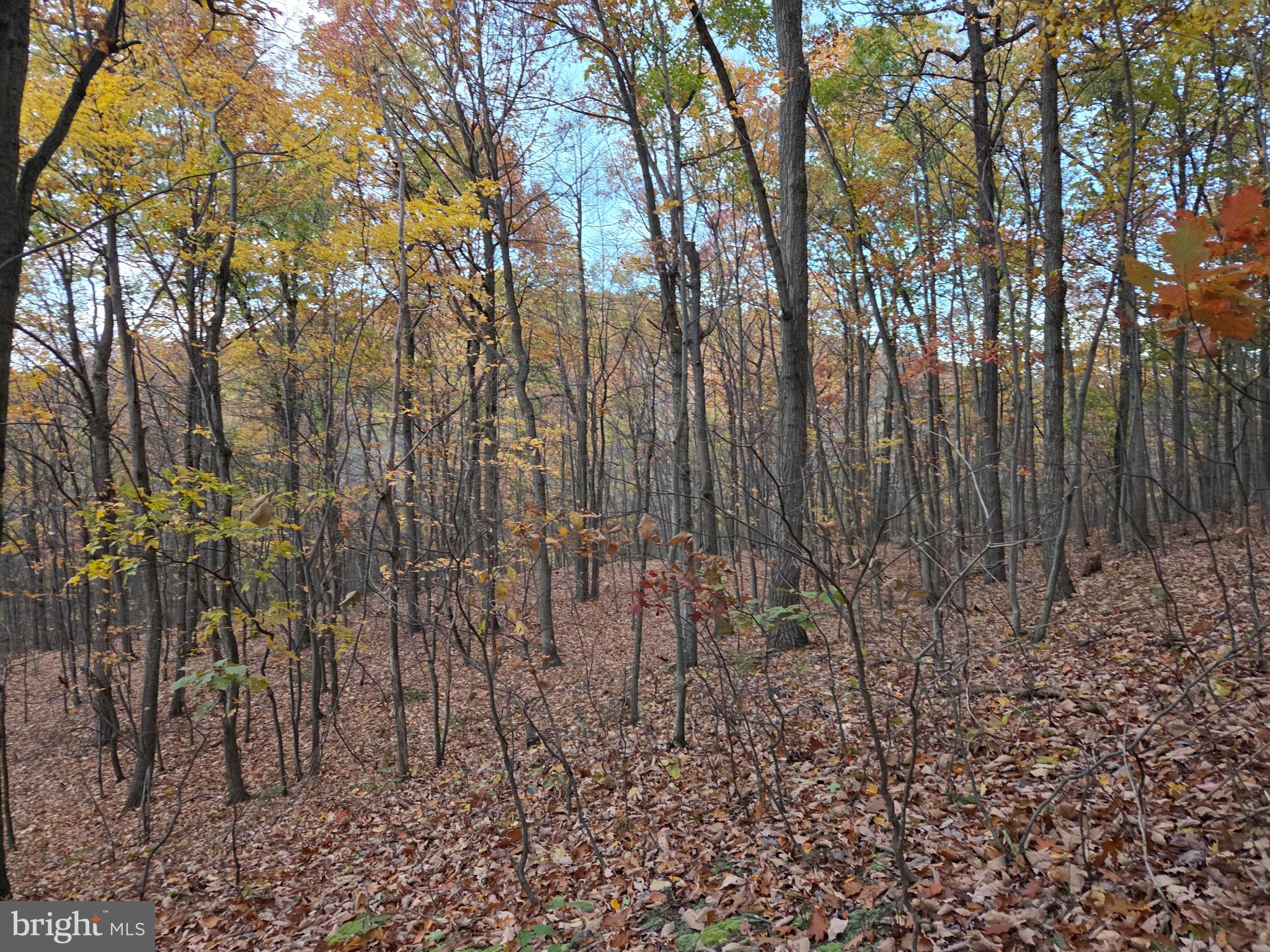 8620 Monns Gap Road Waynesboro, PA 17268 - Photo 68 of 99 Autumn hues blanket a tranquil forest.