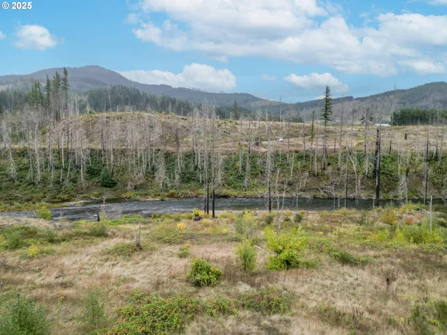 a view of a lush green forest with large trees