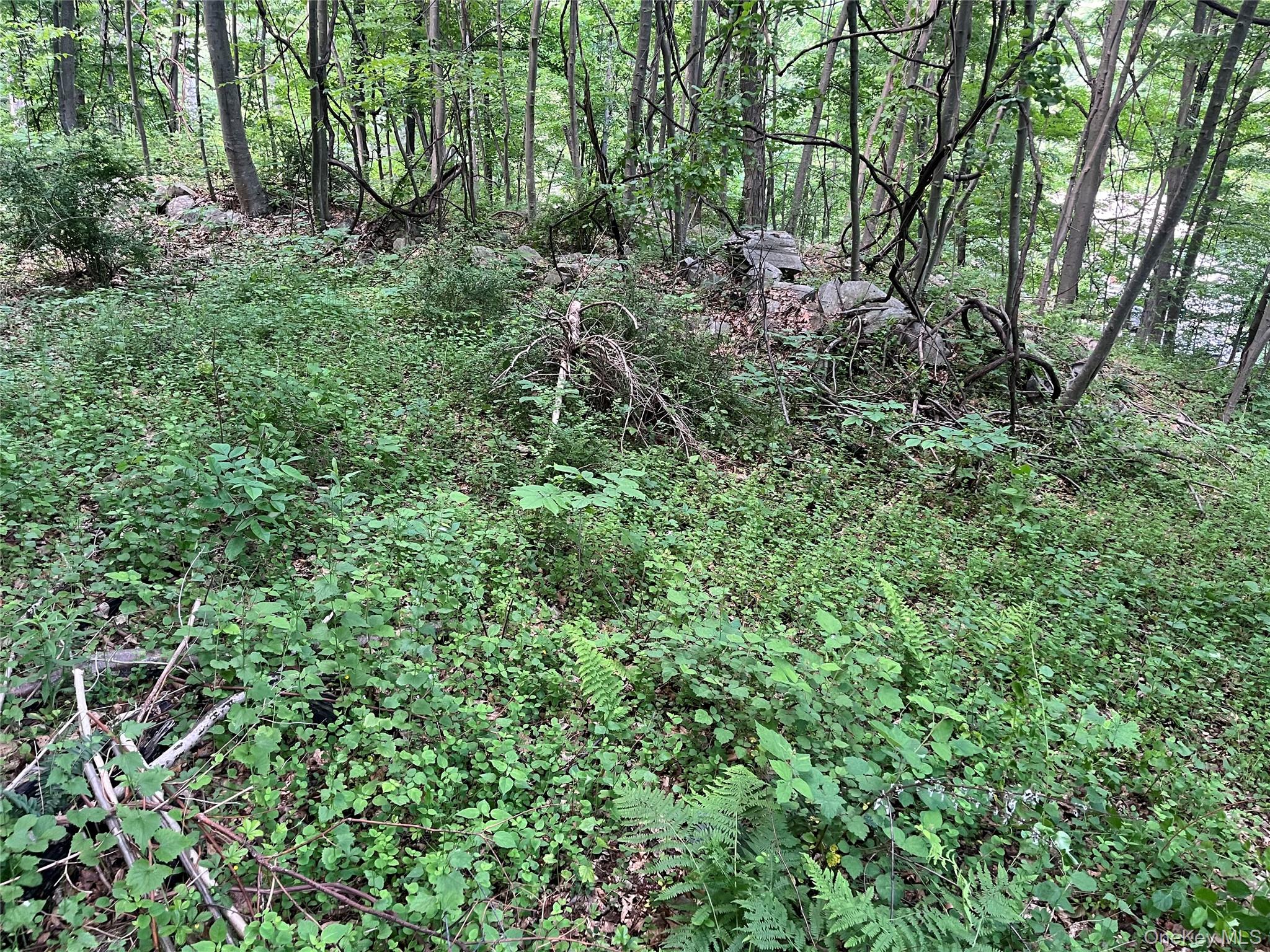 Old Church Road Putnam Valley, NY 10579 - Photo 21 of 26 a view of a lush green forest