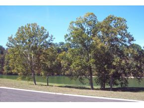 1250 Reynolds Road, Unit 13 Piney Flats, TN 37686 - Photo 6 of 12 Photo 6